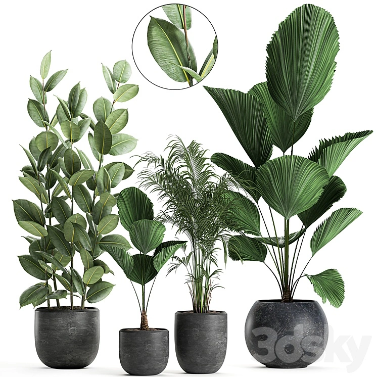 Collection of small beautiful plants in black pots with Licuala, palm, ficus. Set 664. 