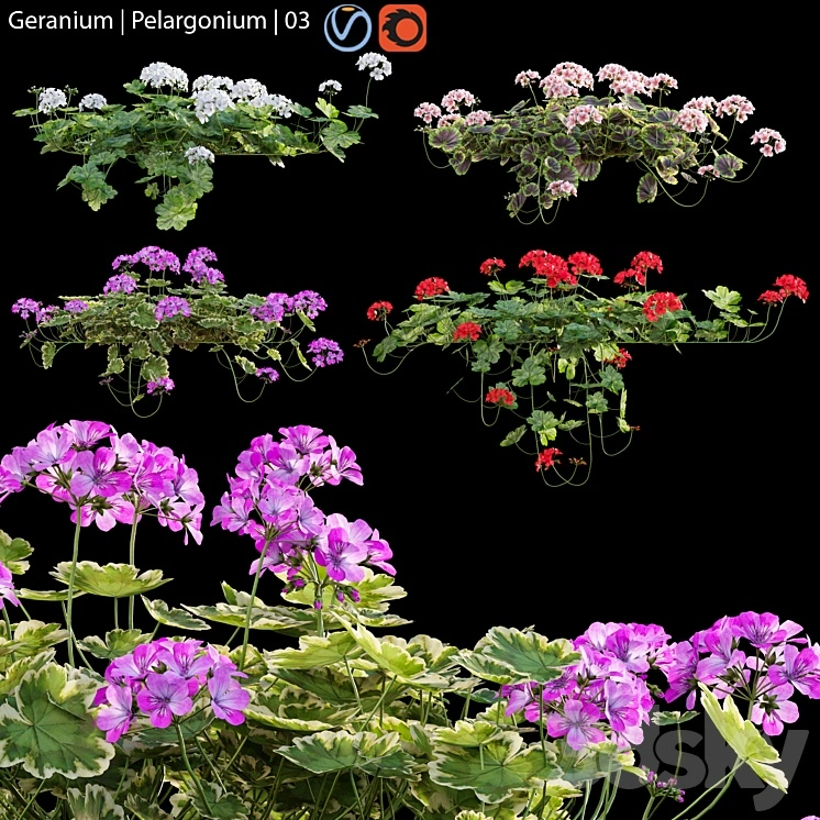 Pelargonium | Geranium 03 