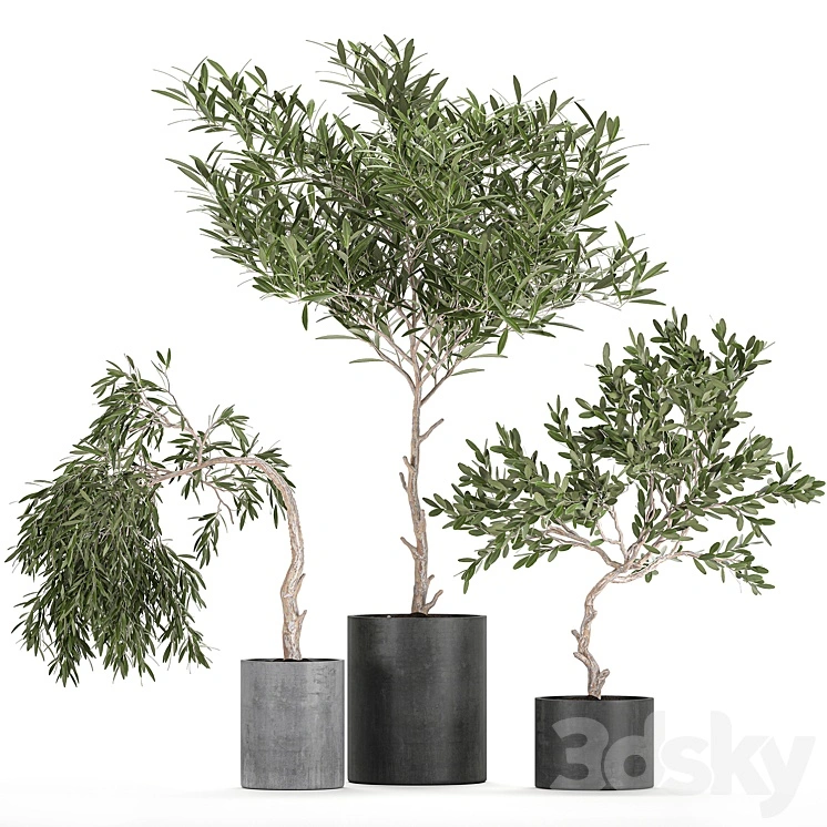 A collection of decorative small weeping Olive trees in black concrete pots. Set 734. 