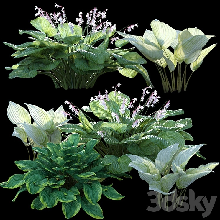 Hosta (funkia) 