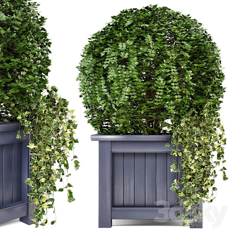 Outdoor Plants in Wooden Pot - Set 34 