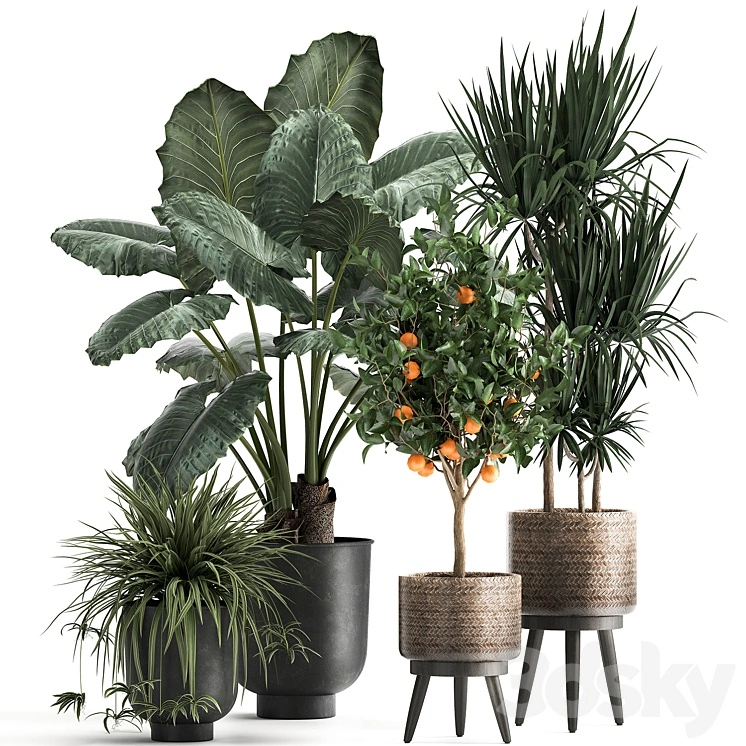 Collection of plants in black pots and baskets with Alocasia, dracaena, orange tree, loft. Set 1002. 