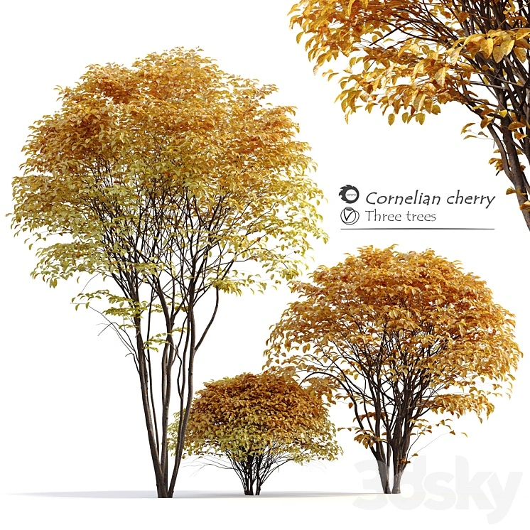 Cornelian cherry 