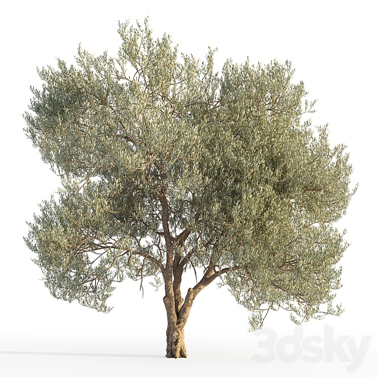 Olive tree 5 