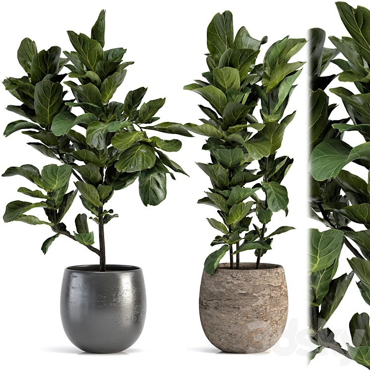 Collection of plants-006 