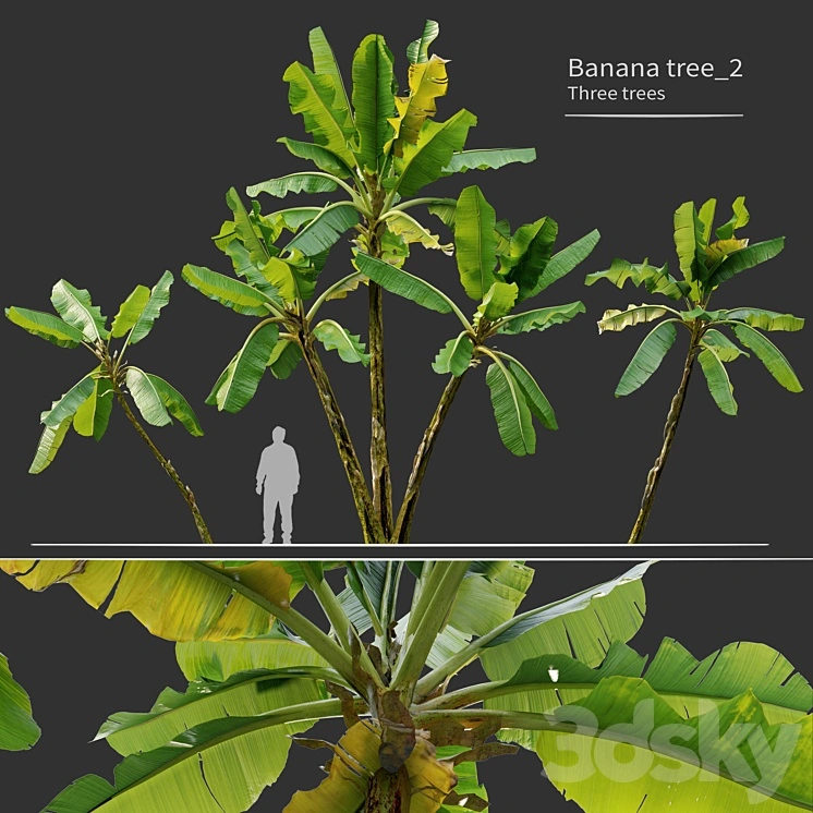 Banana tree_02 