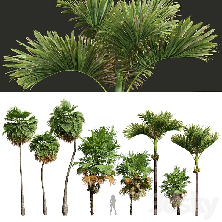 Acoelorrhaphe Wrightii and Borassus Flabellifer and Areca Catechu Decorative Garden Fruit 