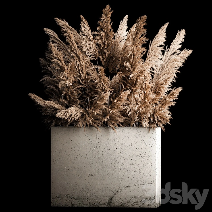 Dried flower bouquet of pampas from dry reeds in a concrete vase of pampas grass, Cortaderia. 268. 