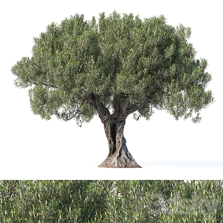 Olive tree 8 