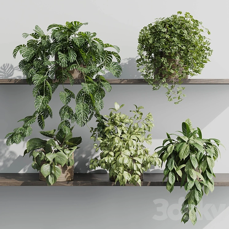 wall plant - set Indoor plant 408 plants on shelf in handmade wooden basket 