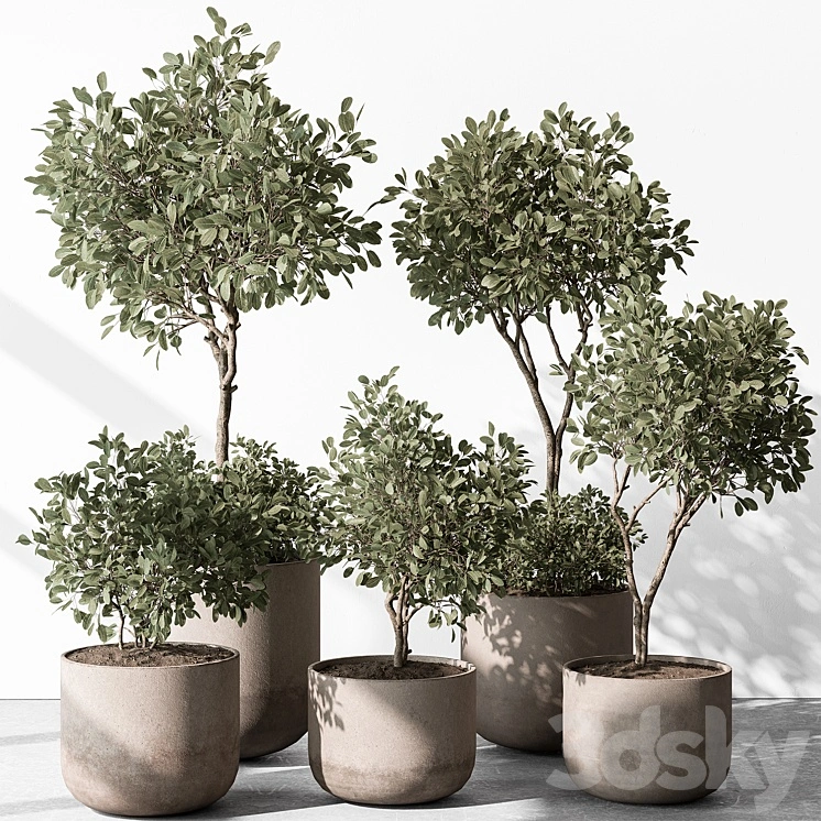 Indoor Plant 572 - European Olive 