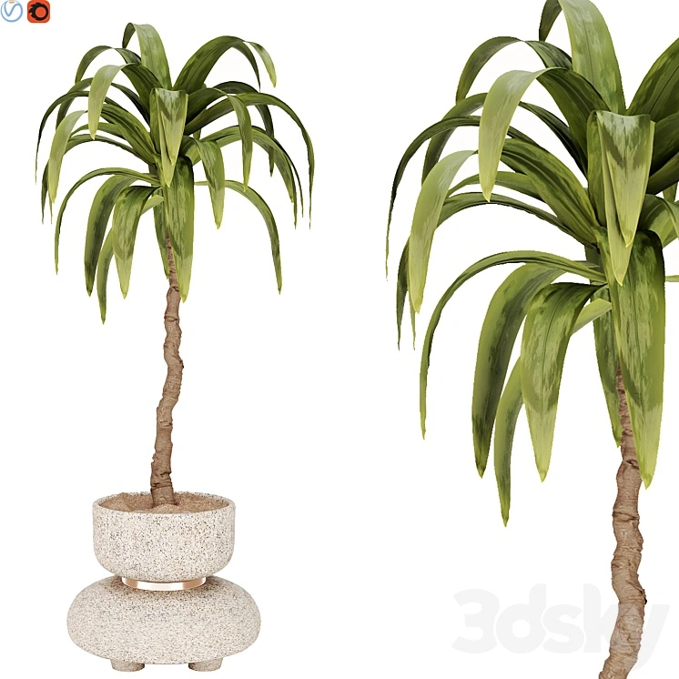 indoor plant 38 