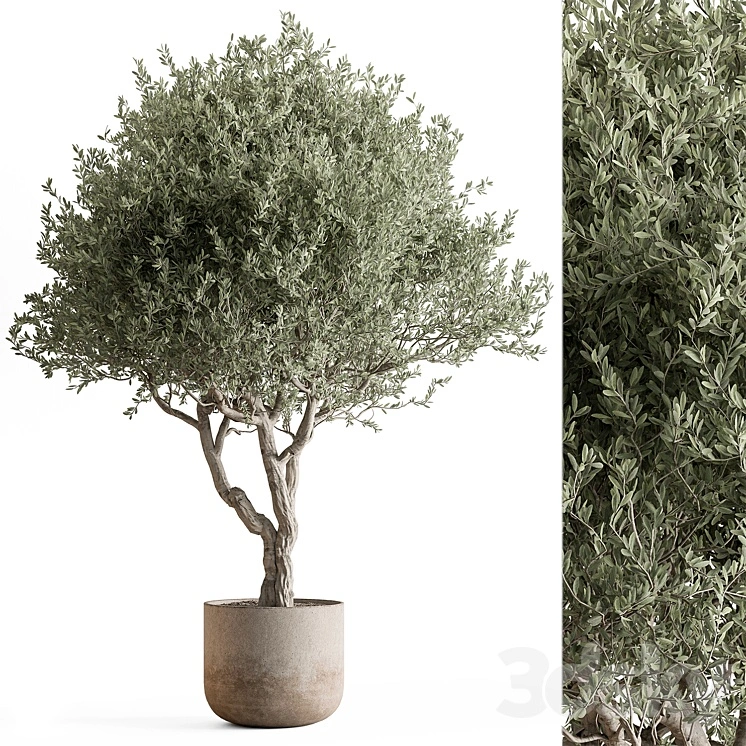 Indoor Plant 652 -Tree in Pot 