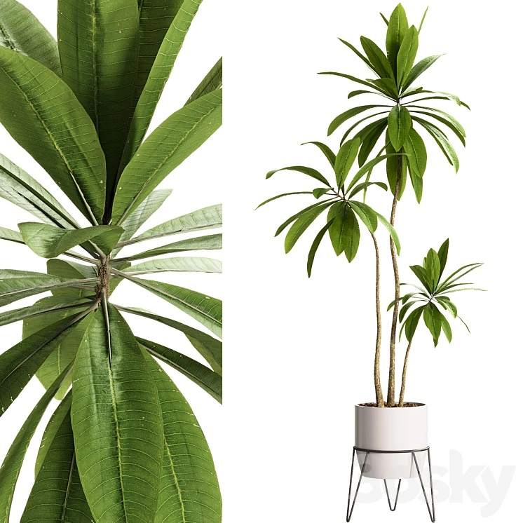 Indoor Plants - 25 Plants in pot 