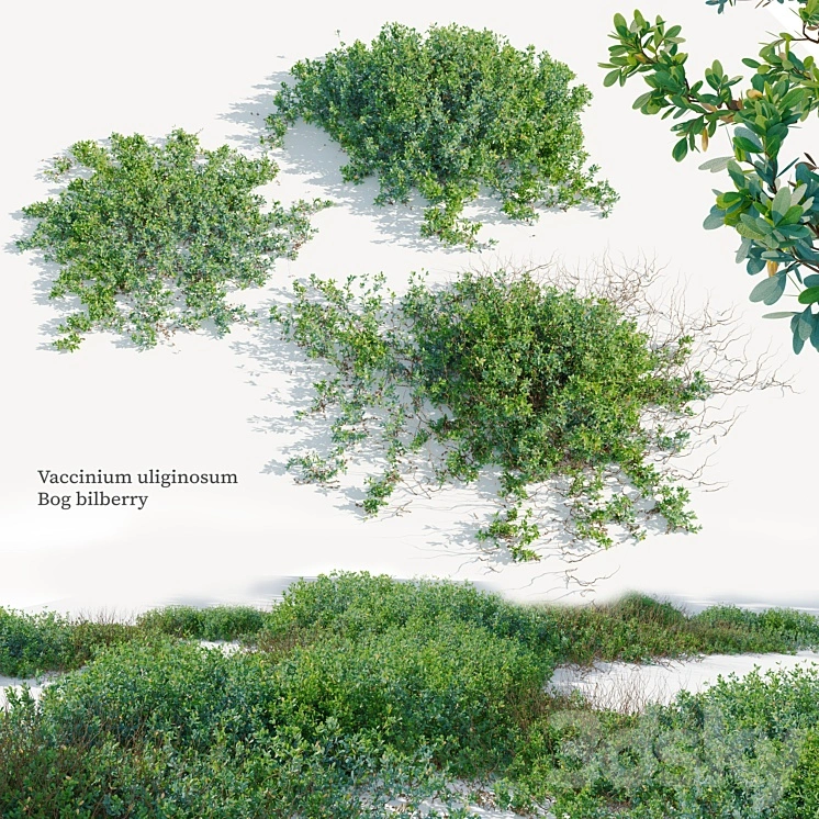Vaccinium uliginosum 