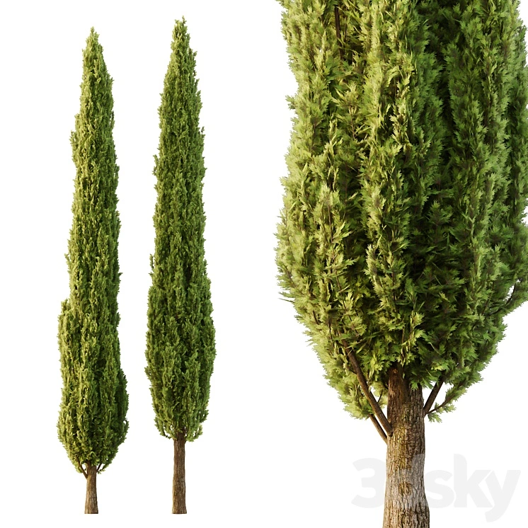 Italian Cypress Tree06 