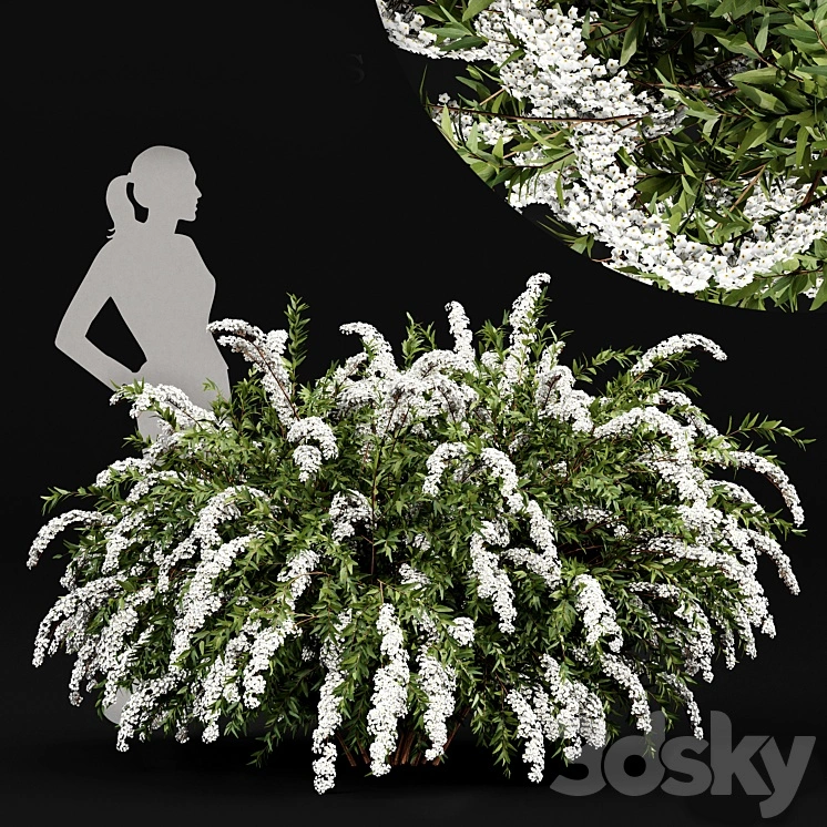 Spiraea cinerea 3 Material Grefsheim flowering shrub 