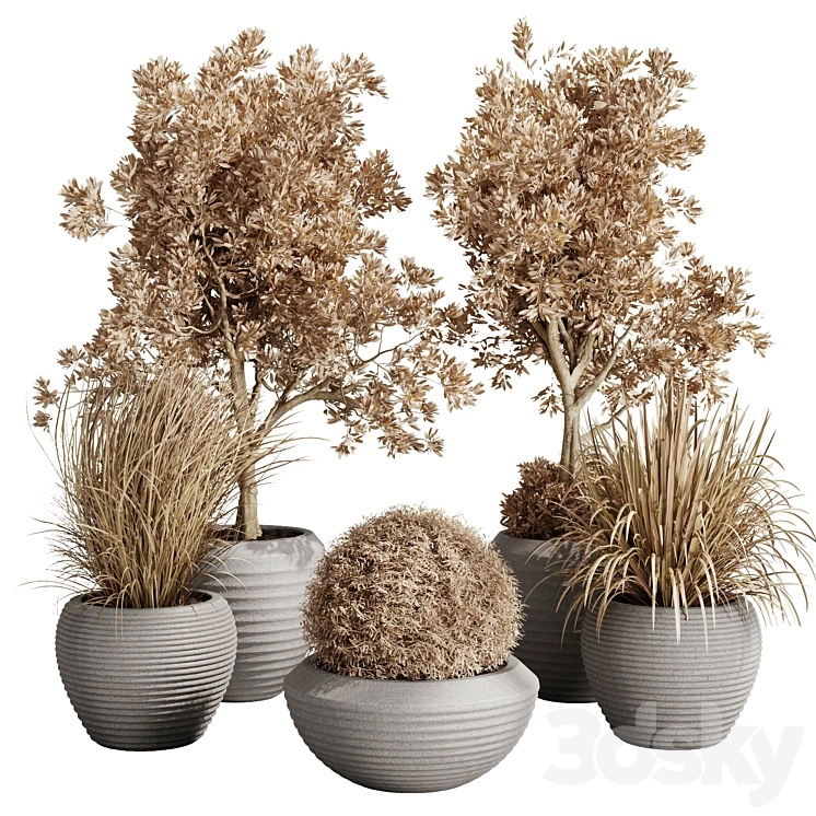 Dry Grass and Trees in a Concrete Pot - Indoor plant autumn set 570 