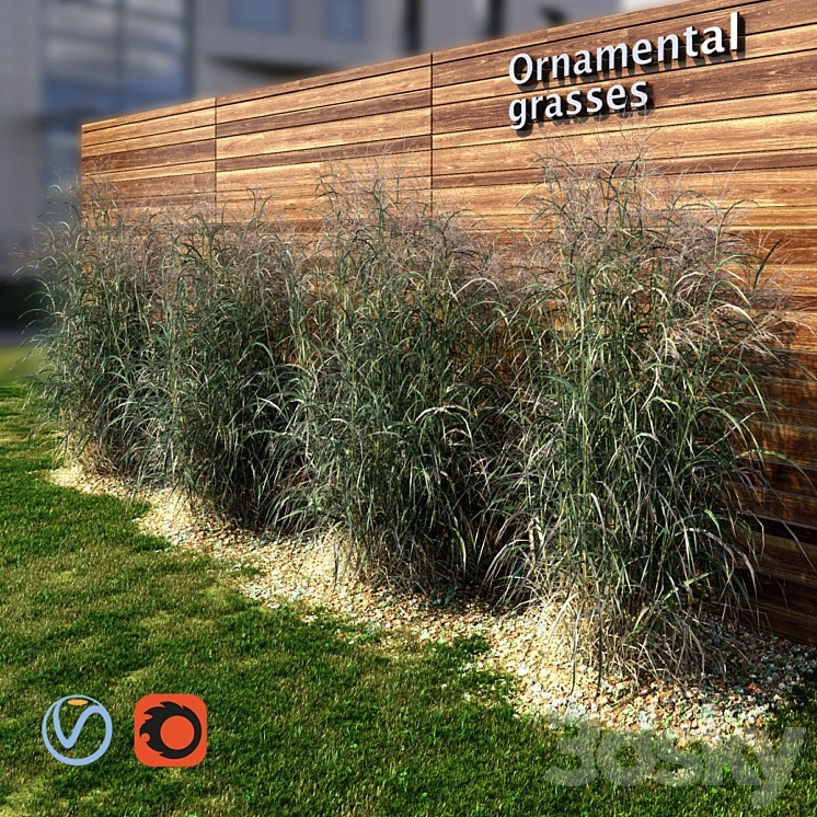 Ornamental grass red-green 