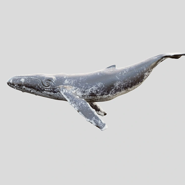 Gray_whale 