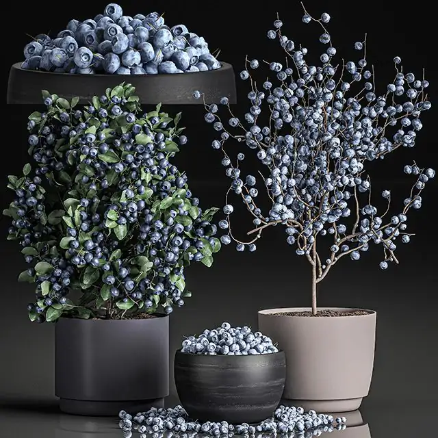 A_collection_of_bouquets_of_branches_with_blueberries_in_black_vases 